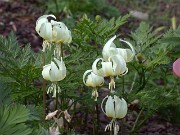 Erythronium californicum White Beauty 0004