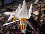 Erythronium caucasicum 0002