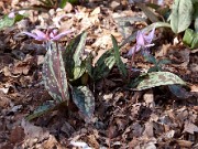 Erythronium dens canis 0001