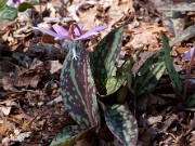 Erythronium dens canis 0002