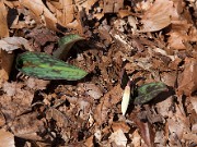 Erythronium dens-canis 20100001