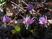 Erythronium dens-canis 20100003