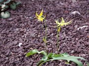 Erythronium grandiflorum 0002