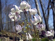 Erythronium hendersonii 0006