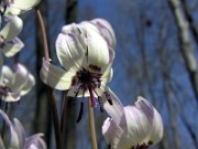 Erythronium hendersonii 0007