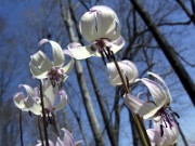 Erythronium hendersonii 0009