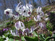 Erythronium hendersonii 0011