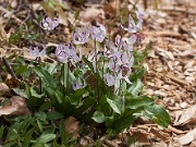 Erythronium hendersonii 20110001