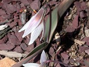 Erythronium mesochoreum 0001