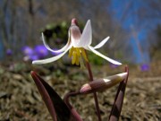 Erythronium mesochoreum 0002