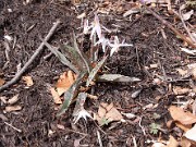 Erythronium mesochoreum 0003