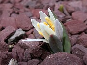 Erythronium mesochoreum 0009