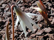 Erythronium mesochoreum 0010