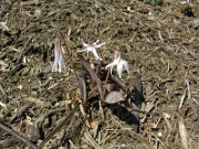 Erythronium mesochoreum 0013