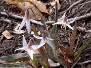 Erythronium mesochoreum 0015