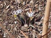 Erythronium mesochoreum 20100005