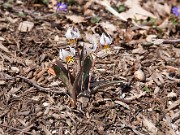 Erythronium mesochoreum 20100007