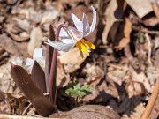 Erythronium mesochoreum 20160317 0001