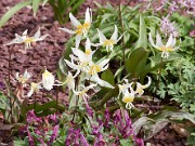 Erythronium multiscapoideum 20110001