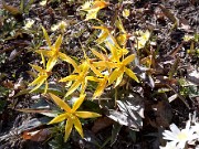 Erythronium rostratum 0020