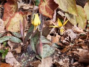 Erythronium umbilicatum 0001