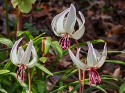 Erythronium Ardovie Bliss 20240408 0001