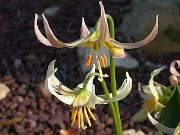 Erythronium Joanna 0006