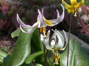 Erythronium Joanna 0008