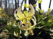 Erythronium garden hybrid 0003