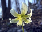 Erythronium garden hybrid 0007