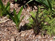 Eucomis sp. 0001