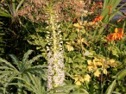 Eucomis sp. 0002