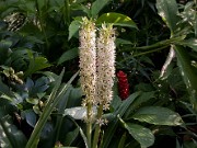 Eucomis sp. 0013