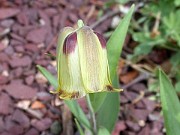 Fritillaria acmopetala ssp. wendelboi 0002