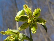 Fritillaria affinis California pale form 0001