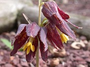 Fritillaria affinis Wayne Roderick 0002