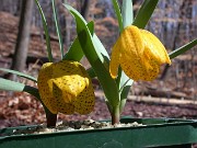 Fritillaria aurea 0017