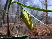 Fritillaria collina 0003