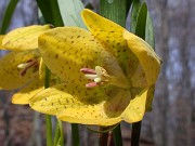 Fritillaria collina 0012