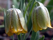 Fritillaria crassifolia ssp. kurdica 0004