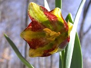 Fritillaria crassifolia ssp. kurdica 0006