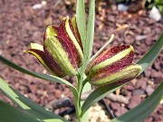 Fritillaria crassifolia ssp. kurdica 0008