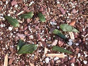 Fritillaria davidii 0002