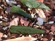 Fritillaria davidii 0003