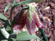 Fritillaria davisii 0004