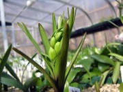 Fritillaria eastwoodiae 0002