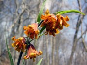 Fritillaria eastwoodiae 0015