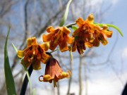 Fritillaria eastwoodiae 0019