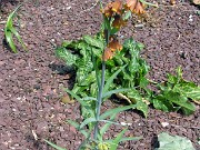 Fritillaria eastwoodiae 0021