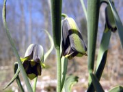 Fritillaria elwesii 0001